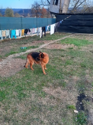 Pui Ciobanesc German cu Ciobanesc Belgian Malinois - imagine 5