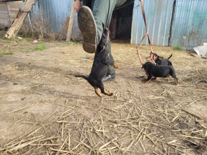 Jagd terrier pui mascul  - imagine 4