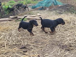 Jagd terrier pui mascul  - imagine 3