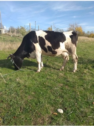   Vaca de vanzare ....