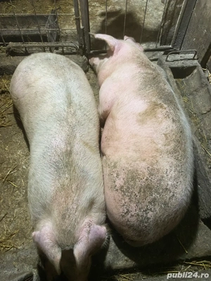 porci de vanzare - imagine 4