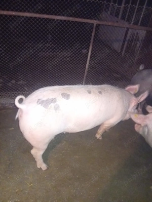 Purcea de vânzare  - imagine 2