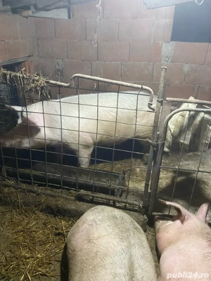 porci de vanzare