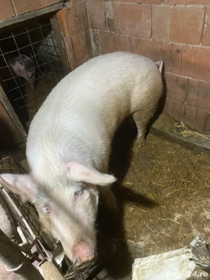 porci de vanzare - imagine 3