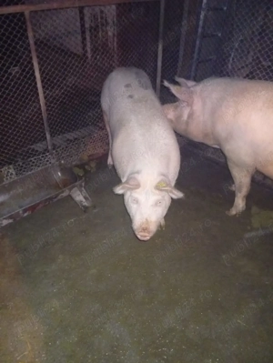 Purcea de vânzare  - imagine 3