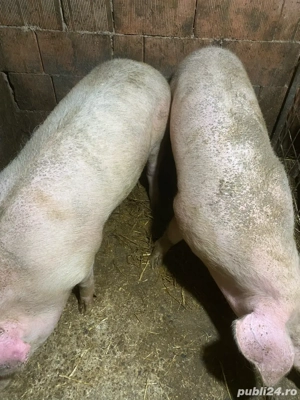 porci de vanzare - imagine 2