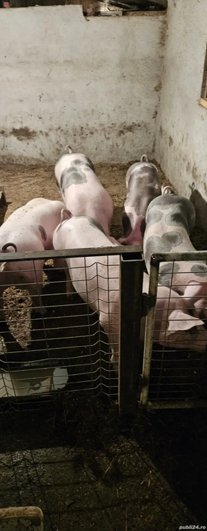porci de casă  - imagine 3