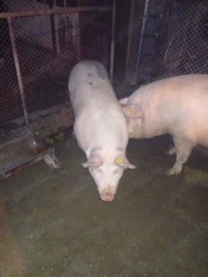 Purcea de vânzare  - imagine 4