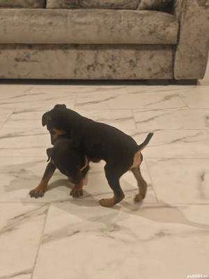 Micii vânători - imagine 5