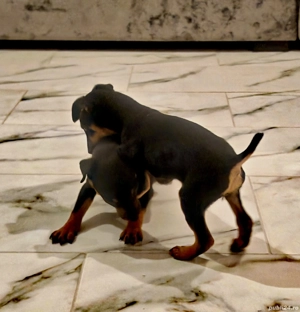 Micii vânători - imagine 3