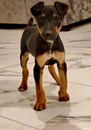 Micii vânători - imagine 4