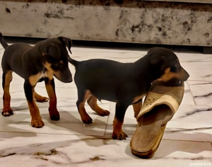 Micii vânători - imagine 2