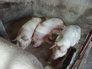 Vând porci pentru sacrificare
