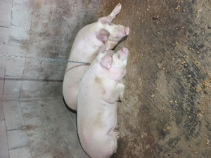 Vând porci pentru sacrificare - imagine 2