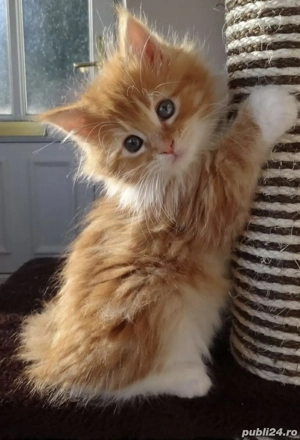 Siberiană de Pădure 