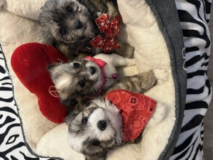 Câini Bichon Havanez - imagine 3