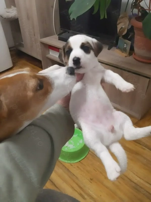 Catei de vanzare jack russell Jack russel terrier in bucaresti 