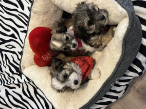 Câini Bichon Havanez - imagine 4