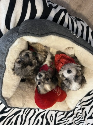 Câini Bichon Havanez