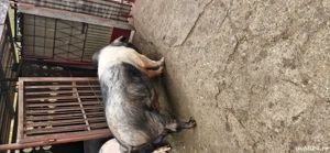 vând porc bazna 