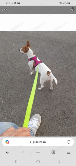 Catei de vanzare jack russell Jack russel terrier in bucaresti 