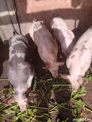 grasuni 40-45kg - imagine 2