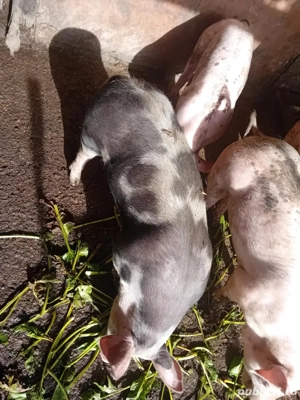 grasuni 40-45kg - imagine 3