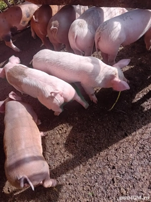 purcei 8 saptamani - imagine 3