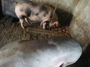 Vând porci pentru sacrificat