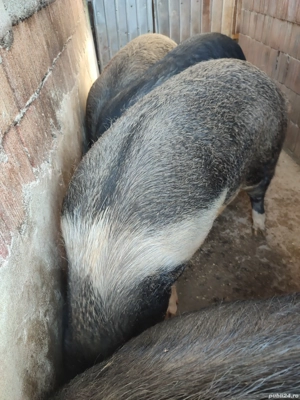 Vand porci  - imagine 2