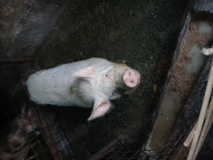 Vând porci pentru sacrificat - imagine 5
