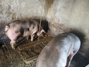 Vând porci pentru sacrificat - imagine 2
