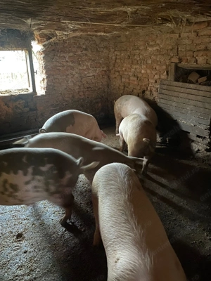 Vând porci de Cr ciun - imagine 2