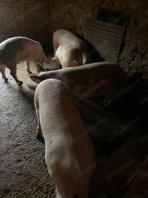 Vând porci de Cr ciun