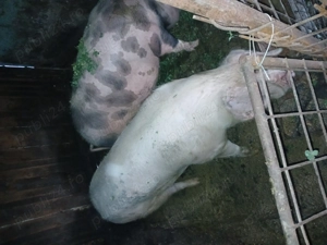 Vând porci pentru sacrificat - imagine 4