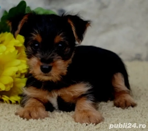 Băiat Yorkshire Terrier de vânzare 