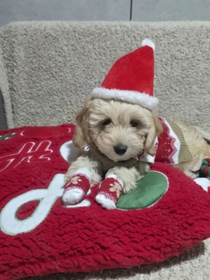 Maltipoo de vânzare 