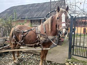 Vând iapa de 5 ani - imagine 3