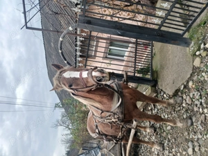 Vând iapa de 5 ani - imagine 2