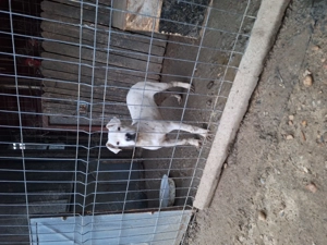 Vand catel dog argentinian