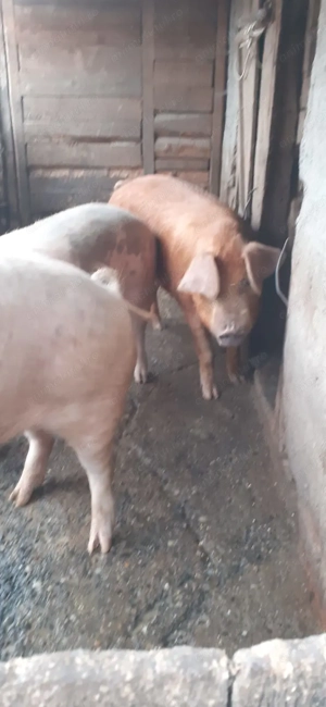 Vand un porc la alegere din 3 buc - imagine 2