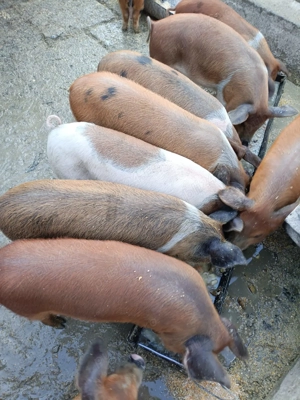 Vând purceii de 12 săptămâni foarte mâncăcioși!!