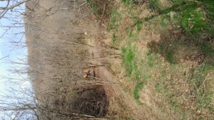 Vand teren intravilan livada