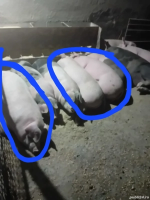 porci de vinzare 3 mascli. 130 kg