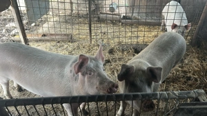 Vând porci în jur de 120 kg