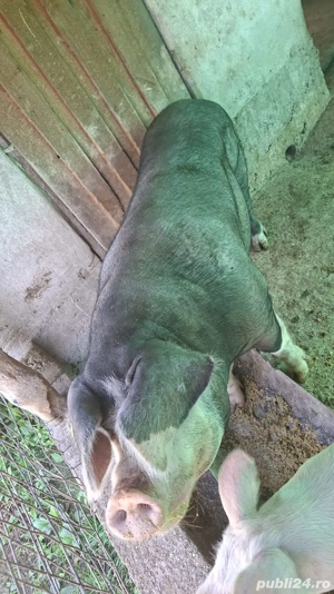 Vand scroafe - imagine 3