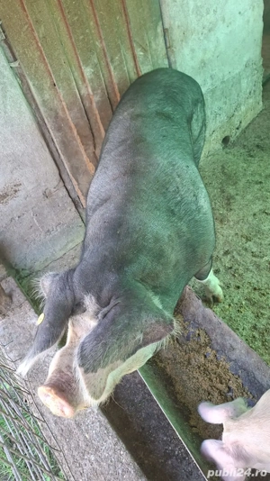 Vand scroafe - imagine 5