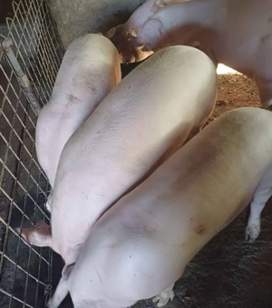 Vând porci pentru Crăciun 