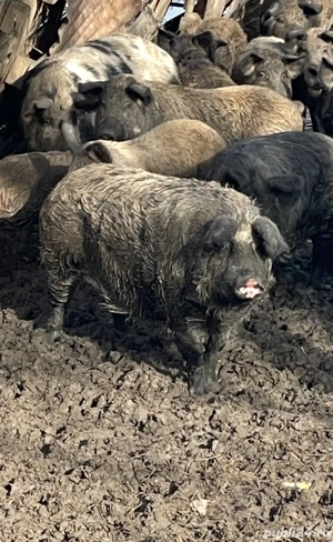 Mangalita incrucisat cu mistret