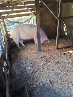 Purcea de vânzare!! - imagine 2